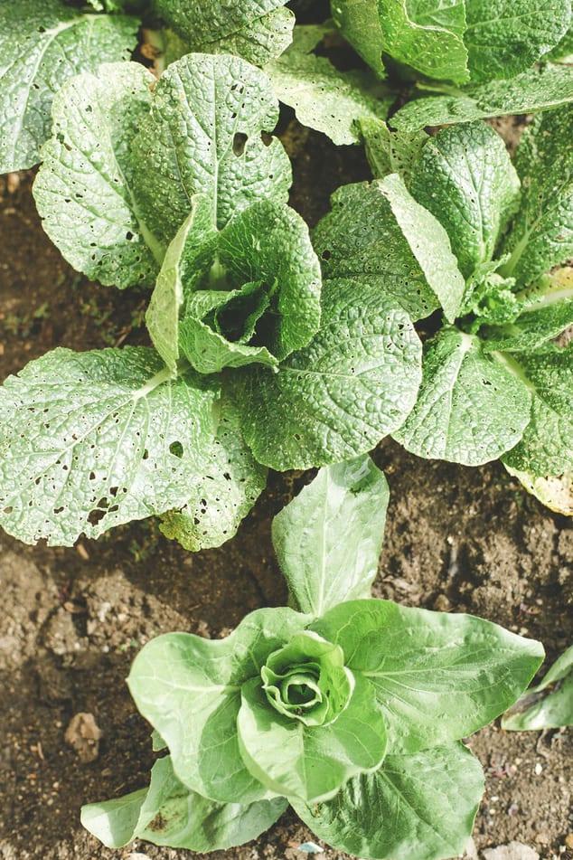 About farming03 free img